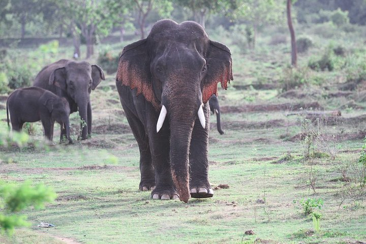 Kalawewa National Park Private Safari - Photo 1 of 8